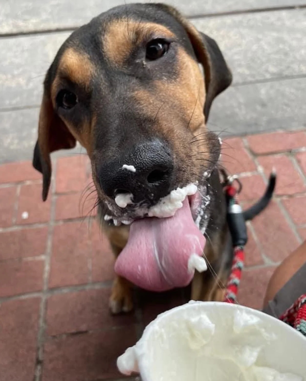 Satos &amp; #NationalIceCreamDay: a slideshow. 
Living that #spoliedsato life like they deserve! 

You can see even more #satosandsundaes over on our Facebook page. 

#icecreamday #dogsandicecream #icecream #spoiledsatos #summer #sundaesunday