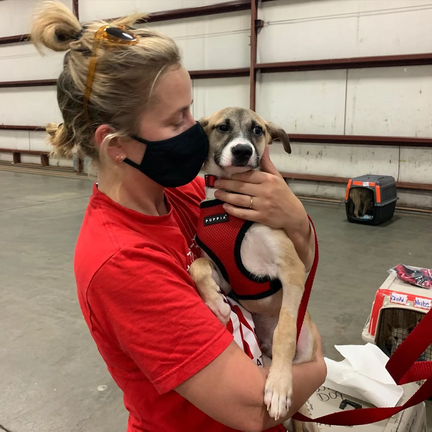 When our satos first come off the airplane from their #FreedomFlight, many of them need some comforting snuggles to help them feel safe. Of course, our team is more than happy to oblige. But first, each one of our satos is also outfitted with equipment they need to actually stay safe too - like harnesses, collars, and couplers. 

We need to restock some of our important safety supplies and a few other items.&nbsp;&nbsp;Will you help us keep our sato treasures safely equipped? You can help welcome our dogs to their new lives by purchasing items off of our transport wishlists. We now have #wishlists on both Amazon (bit.ly/satowishlist) and Chewy (bit.ly/satochewylist). Links are in our profile. All items ship directly to our Transport Coordinator. 

Thank you so much for helping our satos stay safe and loved! 

#satostrong #stayingsafe #rescuedogs #amazonwishlist #chewywishlist #chewy