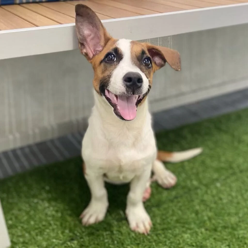 Adoptable satos alert! Young, old, big, small, active, calm, spots, no spots - we currently have lots of dogs looking for their forever homes!! Are you looking to expand your family? If so, we would be happy to help you find your perfect match!&nbsp;&nbsp;Go to bit.ly/findyoursato to see all of our listed adoptable dogs. If you see a face you like, you can submit an application at bit.ly/adoptasato (both links are in our profile). 

Don&rsquo;t see a face that feels like &lsquo;the one&rsquo;? We are actively updating PetFinder as fast as we can, but we have even more dogs who haven&rsquo;t been listed. Potential adopters are also welcome to submit a general application at bit.ly/adopasato and our team will help match you to a dog that fits what you are looking for, based on size, age, temperament, and more. 

Or if you are not interested in adopting, you can also help make all of these satos&rsquo; dreams come true by sharing this post! 

Satos pictured here in order are: Kiloa, Misti