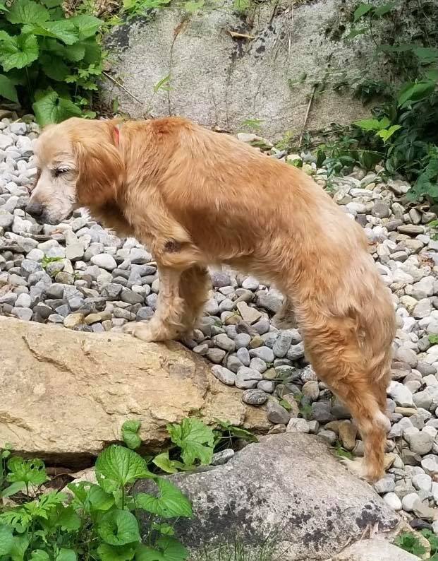 Albert loved spending time in his foster dads' garden. 