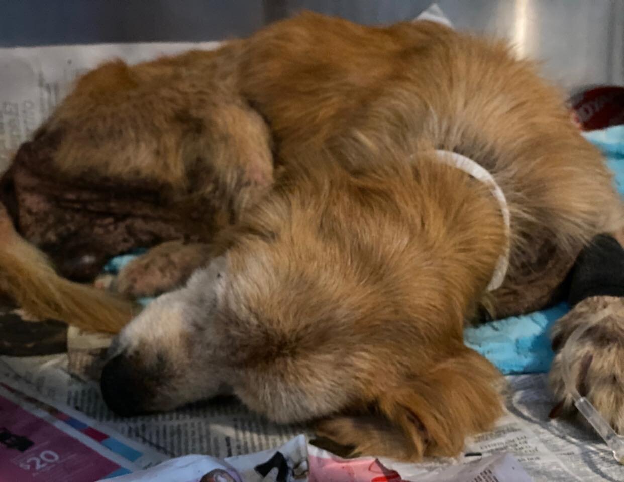 Albert taking his first nap at our clinic after being rescued.