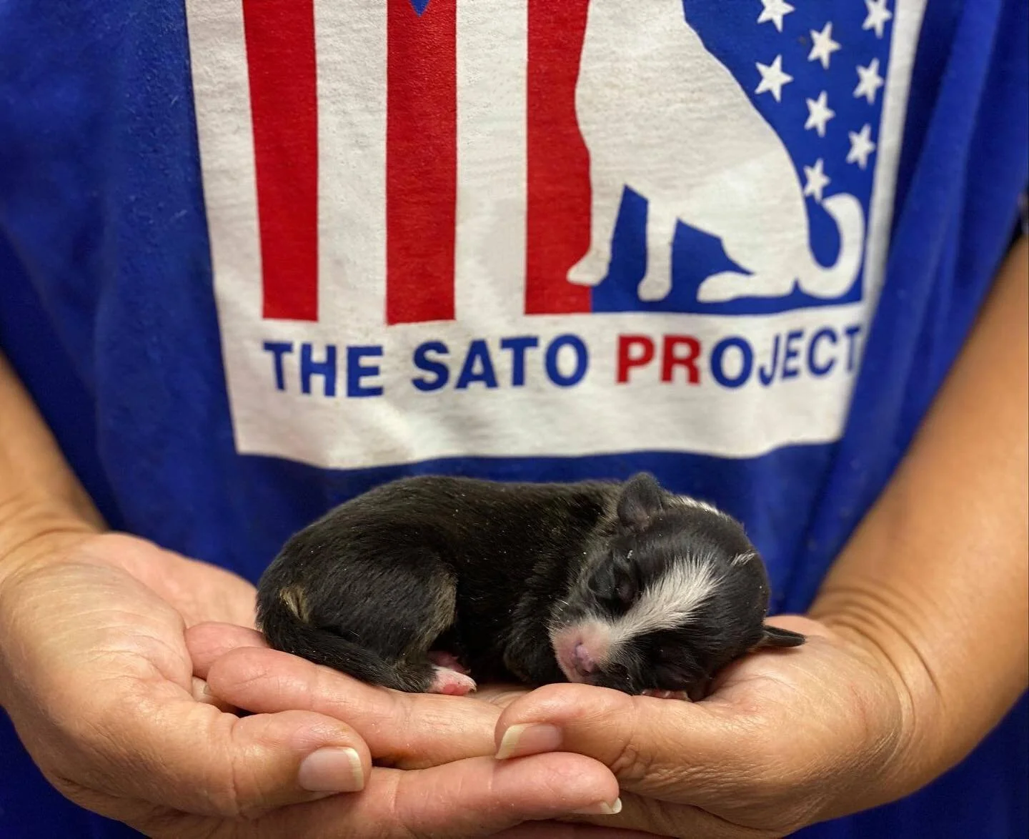 We are so excited to be taking over @dailyshowdogs instagram today! Head on over to their account throughout the day today to learn more about our rescue efforts and see more adoptable satos. While there, you can also check out the cute dogs of @thedailyshow staff members. 
Thank you @dailyshowdogs for using their platform to highlight dogs in need.

(And check our instastory to see what this cutie in the first photo looks like today!) 

#Repost @dailyshowdogs 
 &middot; &middot; &middot; 
 Hi Daily Show dog lovers! We are @thesatoproject. The Sato Project rescues abused and abandoned dogs in Puerto Rico, where there are approximately 500,000 stray dogs roaming the island&rsquo;s streets and beaches. &lsquo;Sato&rsquo; is a local Puerto Rican term for a &lsquo;stray dog&rsquo;. With no access to food, fresh water, or veterinary care, many of these satos live extremely difficult lives and suffer in the streets. Our small, but mighty team is dedicated to rescuing as many of them as we ca