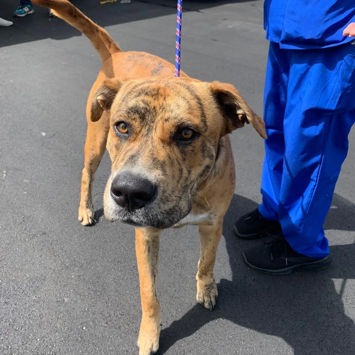 World, meet Noha. This gorgeous sato-tiger is meant to be a king.
Our team can&rsquo;t get over how amazing he is, especially considering his past.

Noha once belonged to a family. But then they moved away and left him tied up still in their backyard. It is hard to wrap our heads around such cruelty, but fortunately, an act of kindness shortly followed. A compassionate neighbor noticed and stepped in. She took Noha into her care and reached out to us for help. Now Noha is searching for a new family who will truly cherish him like he deserves. 

Noha is only 1 year old and though he is big (70 lbs), he is a true gentle giant. He holds no grudges and is happy and loving to all he encounters. He is very sweet with kids and other dogs alike. In fact, Noha is so good with other dogs that he has stepped in to be our resident dog-tester with other satos awaiting adoption. Nothing seems to rattle him. Swipe left to see how he sweetly handled a rambunctious puppy with kisses. 
He does like to c