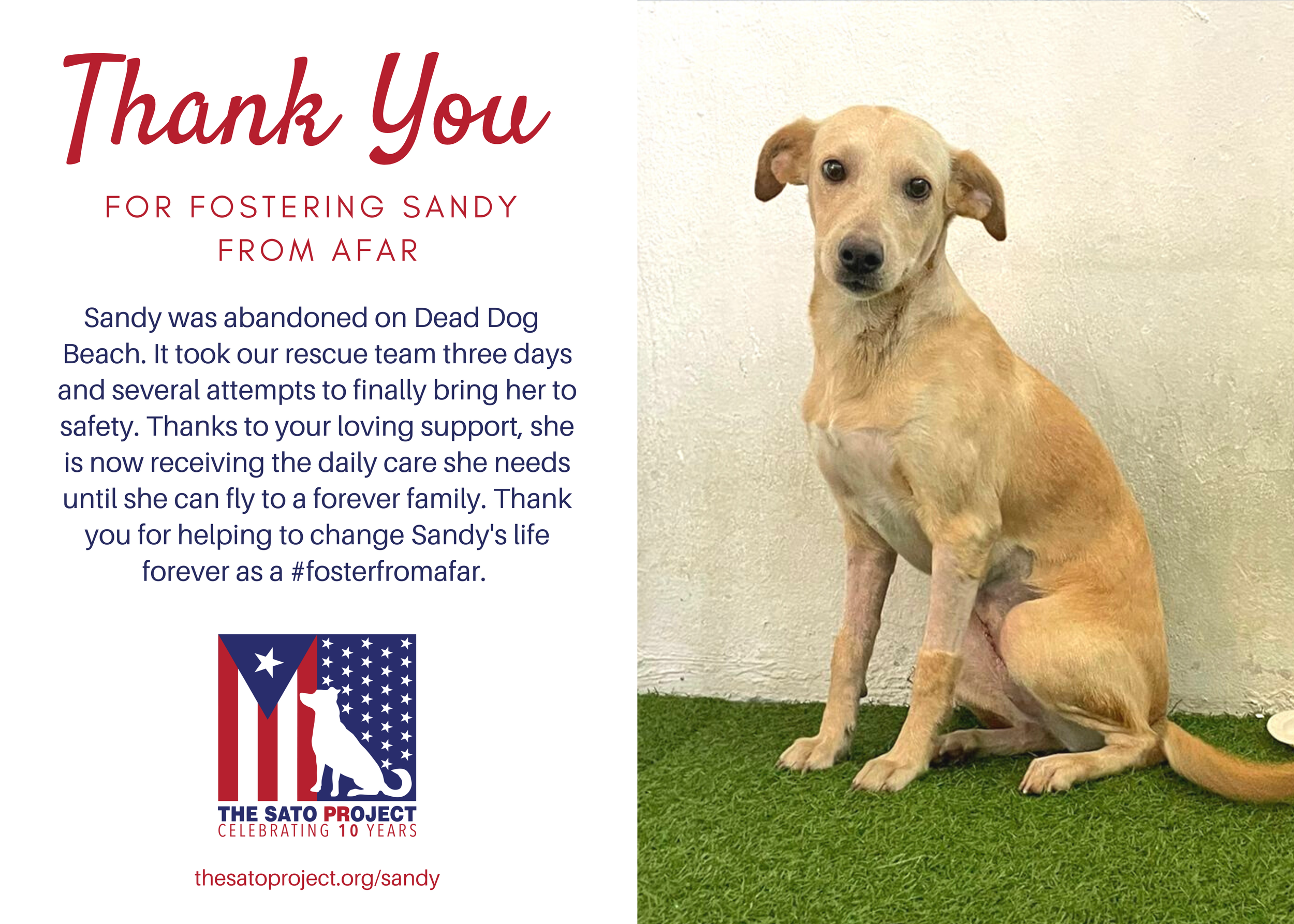 You'll receive this digital postcard to save and/or print to think of your foster dog every day.