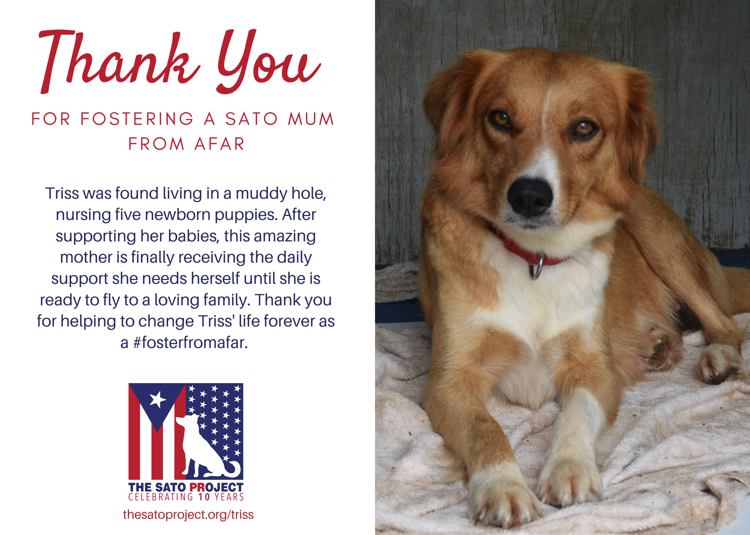 You'll receive this digital postcard to save or print to think of your foster dog every day. 
