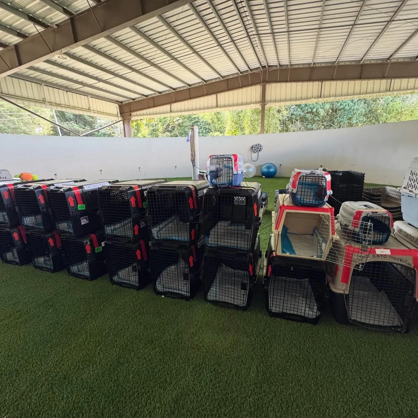 It&rsquo;s #Freedomflight day (and night!)!

We are in full preparation - crates are done ✔️ 
Father Christmas arrived last night to fly our satos to their new lives (cleverly disguised as Ric from @wingsofrescue_official) 🎅🏽
Sato cookies were made