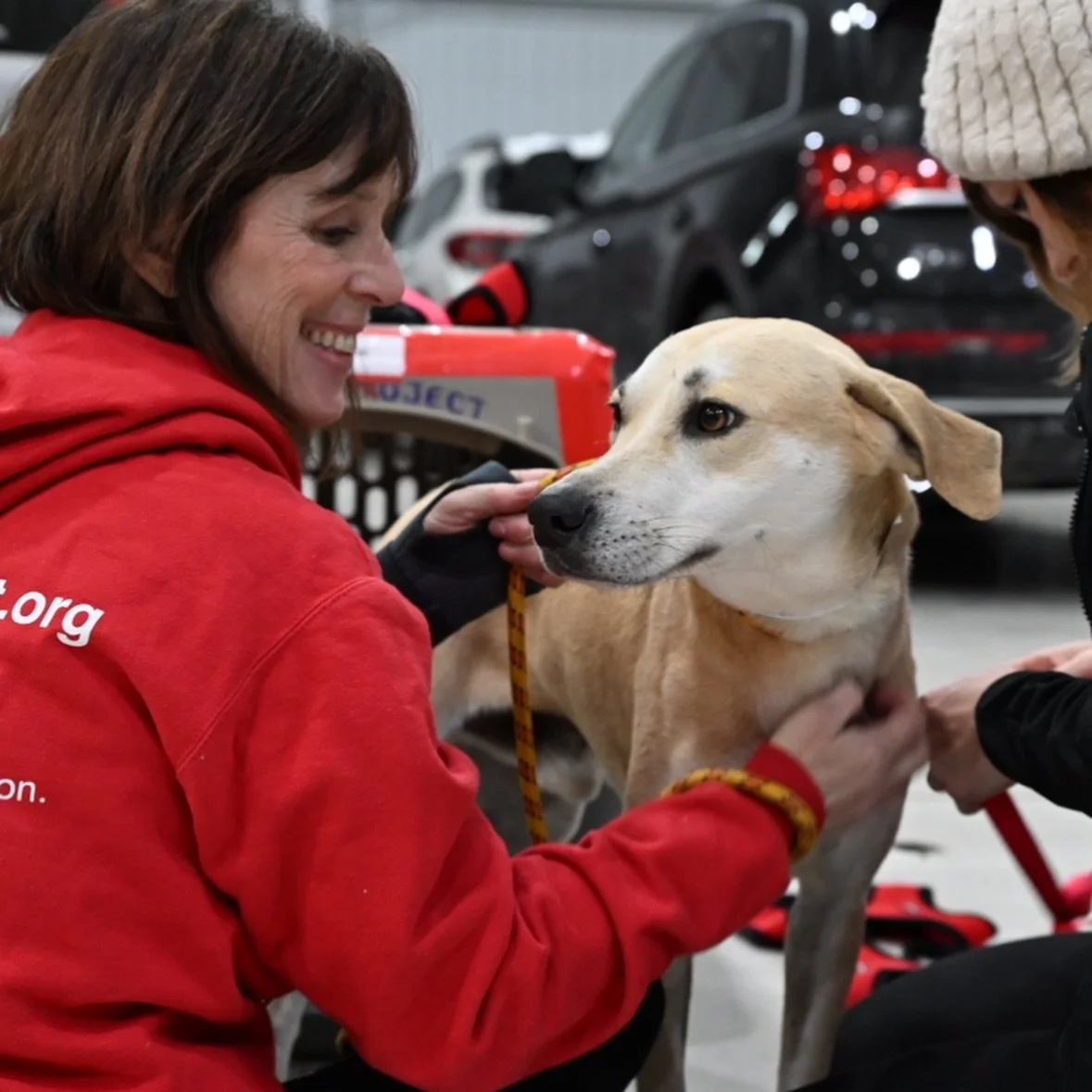 TOFFEE IN FOSTER: &ldquo;He&rsquo;s perfect&hellip;&rdquo;

We always hope to hear our satos are doing well in their foster homes, but we don&rsquo;t expect perfection. Toffee&rsquo;s foster, however, had the following to say: 

&ldquo;I just got hom