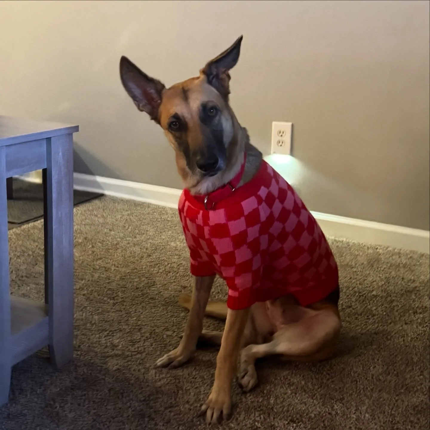 VALKA is in foster!! 🐕

Valka was originally found on Dead Dog Beach with a heavy leather belt and metal fastener around her neck. We have no idea how anyone could dump this gentle beauty, but that&rsquo;s all in her past now - Valka is safe with us