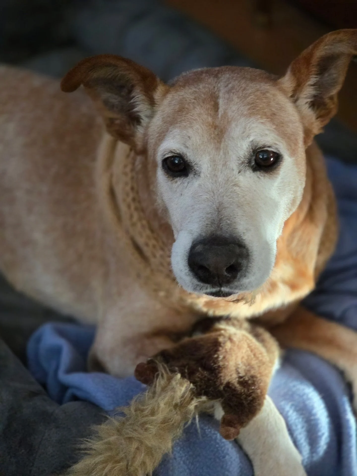 One big, extended sato family &hearts;️⬇️

When Ryan and Amanda in New Jersey adopted a beautiful sato puppy from us in 2024, we were excited to see little Kaia go into such a loving home. Not only are they incredible dog parents, but they&rsquo;re d
