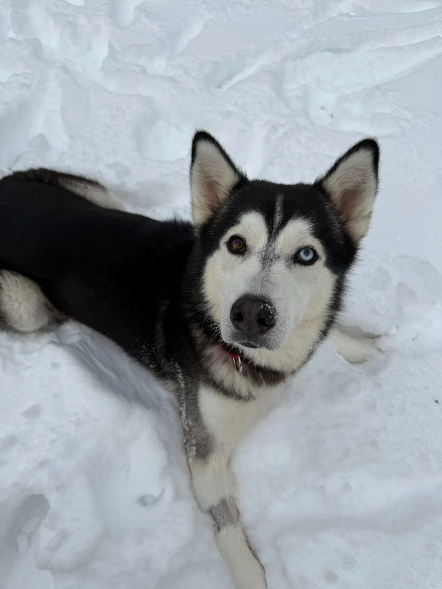 We made a cute little post back in December asking what Sven wanted for the holidays, and his &ldquo;response&rdquo; was &ldquo;to see snow for the very first time this winter.&rdquo; At the time he was living at our Sanctuary in Puerto Rico and had 