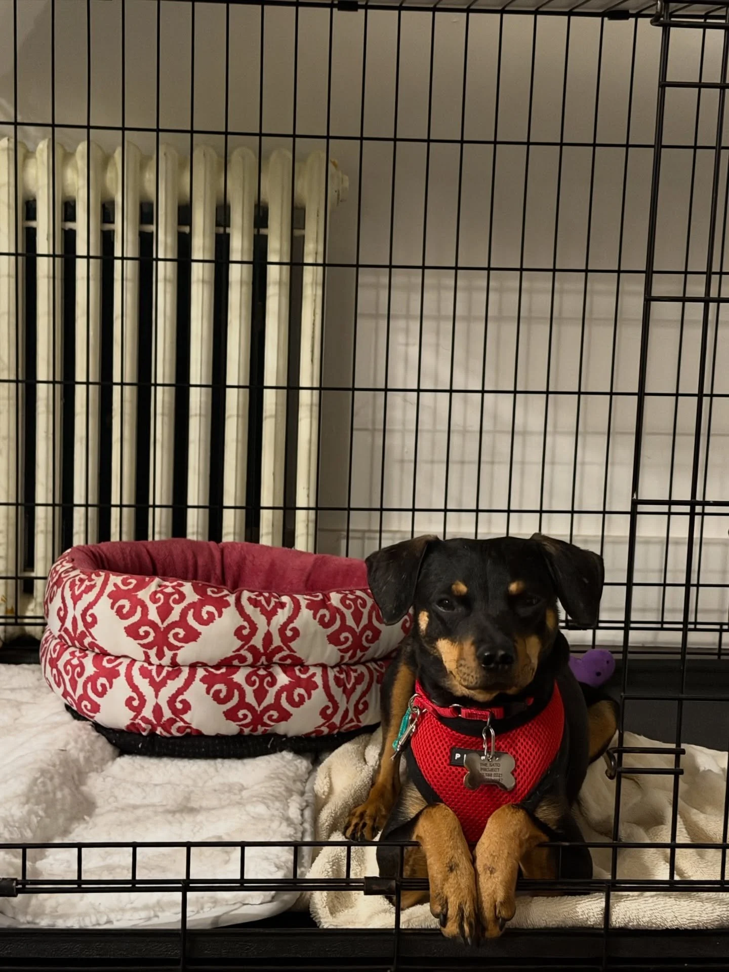 Our little guy BEAR is just as gentle and proper as Paddington himself 🧸 But with some extra sato flavor! 

Bear flew to the mainland on our December Freedom Flight and has been adapting to his new foster home ever since. Here&rsquo;s what his foste