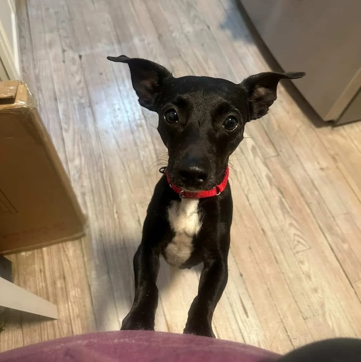 The parade of hoarding pups in foster continues! Today we have sweet little girl CHICKEN 🐓 😍

Her foster mama @natniz says: 

&ldquo;Chicken is gentle and curious and getting braver each day. She spends her time sleeping on my couch, following me a