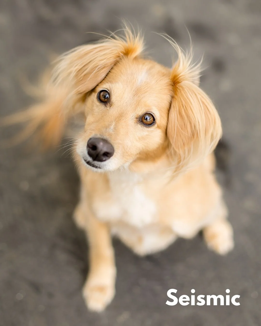 In the first two months of 2020, more than 2,000 earthquakes rocked Puerto Rico, including a deadly 6.4 striking this very week six years ago. Still reeling from Hurricane Maria, the island was once again plunged into crisis mode. The constant shakin