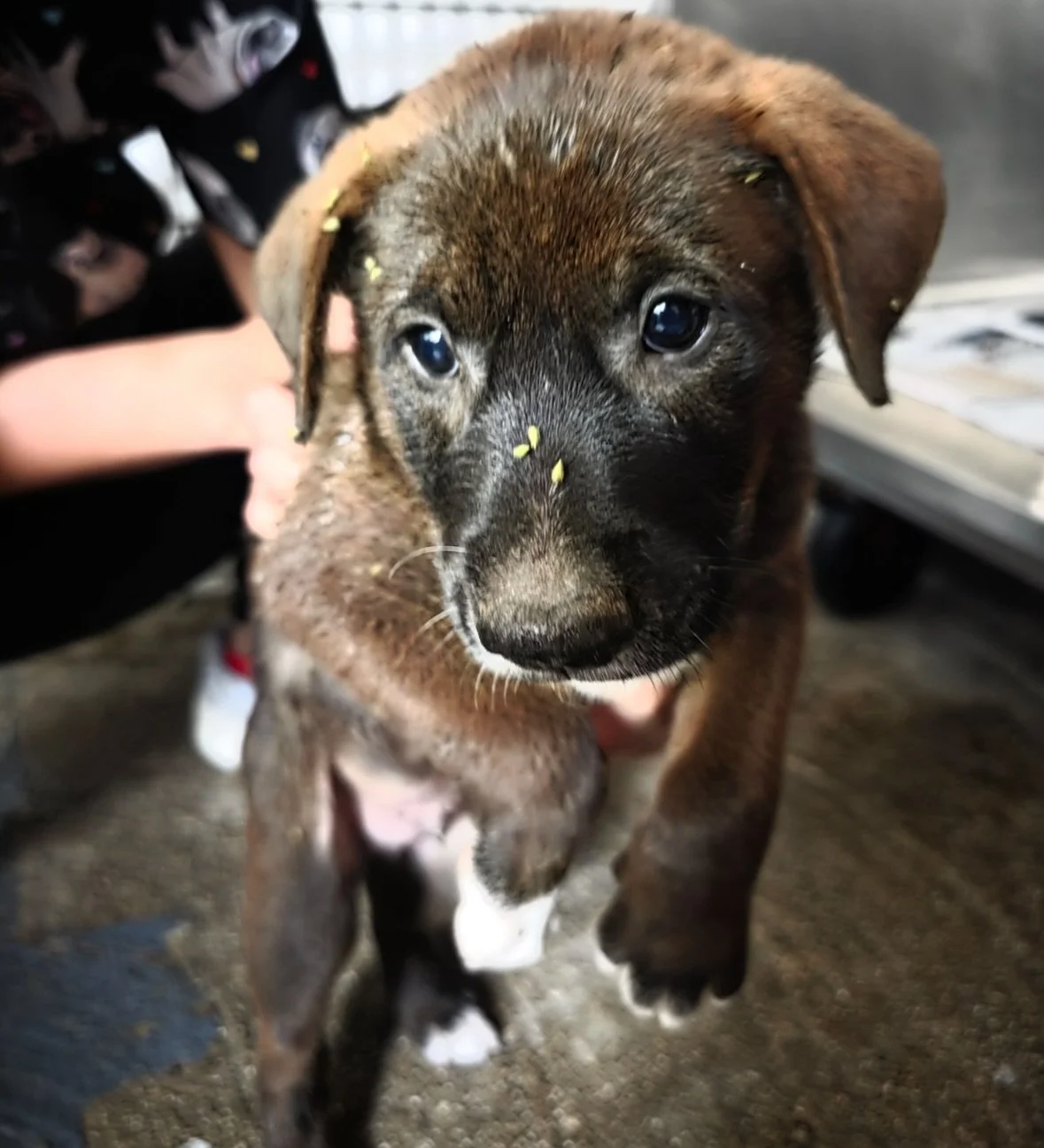 Yesterday we introduced our community to the ✨holiday litter✨, and boy did everyone go crazy for those sweet babies rescued from beneath a truck. 

But that wasn&rsquo;t the whole story!

KIVA and PAXON were rescued about one week later from the same