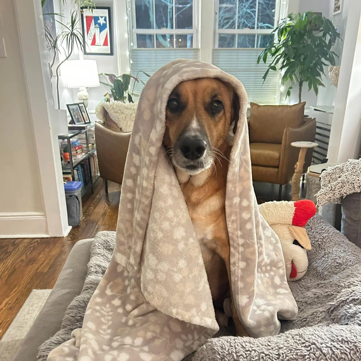 How are we feeling about the big winter storm predicted to hit huge sections of the country this weekend? Lola the sato here would rather stay under the blankets! 🥶

So we&rsquo;ve put together some tips to help keep your pup safe and comfortable in