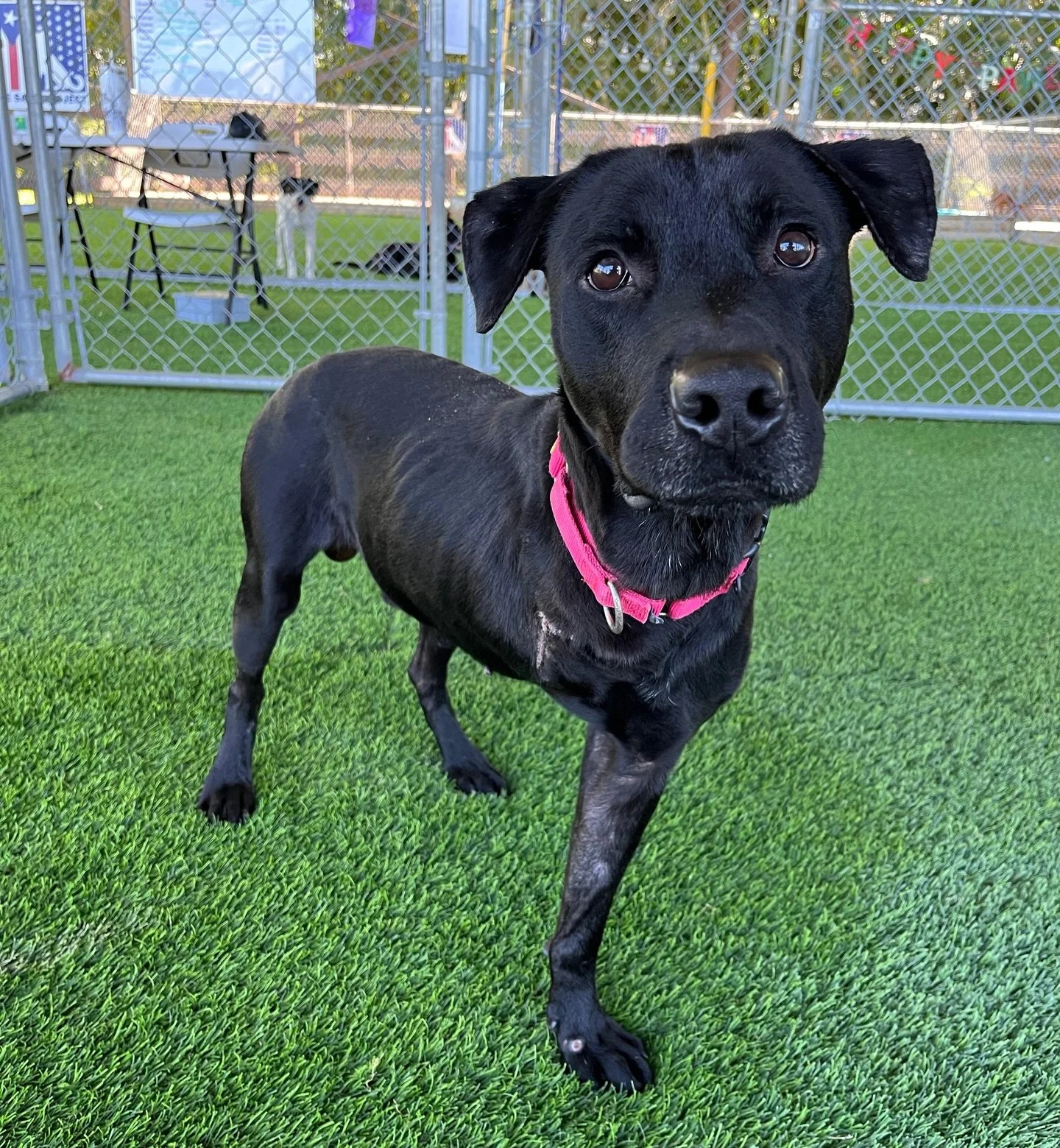 3️⃣ legs? 0️⃣ problem!!!

Remember our sweet boy DUNCAN, rescued from the streets of Puerto Rico with a horrific leg injury? Our vet determined amputation was the best course of action to give him his life back - a life without pain. As soon as he wa