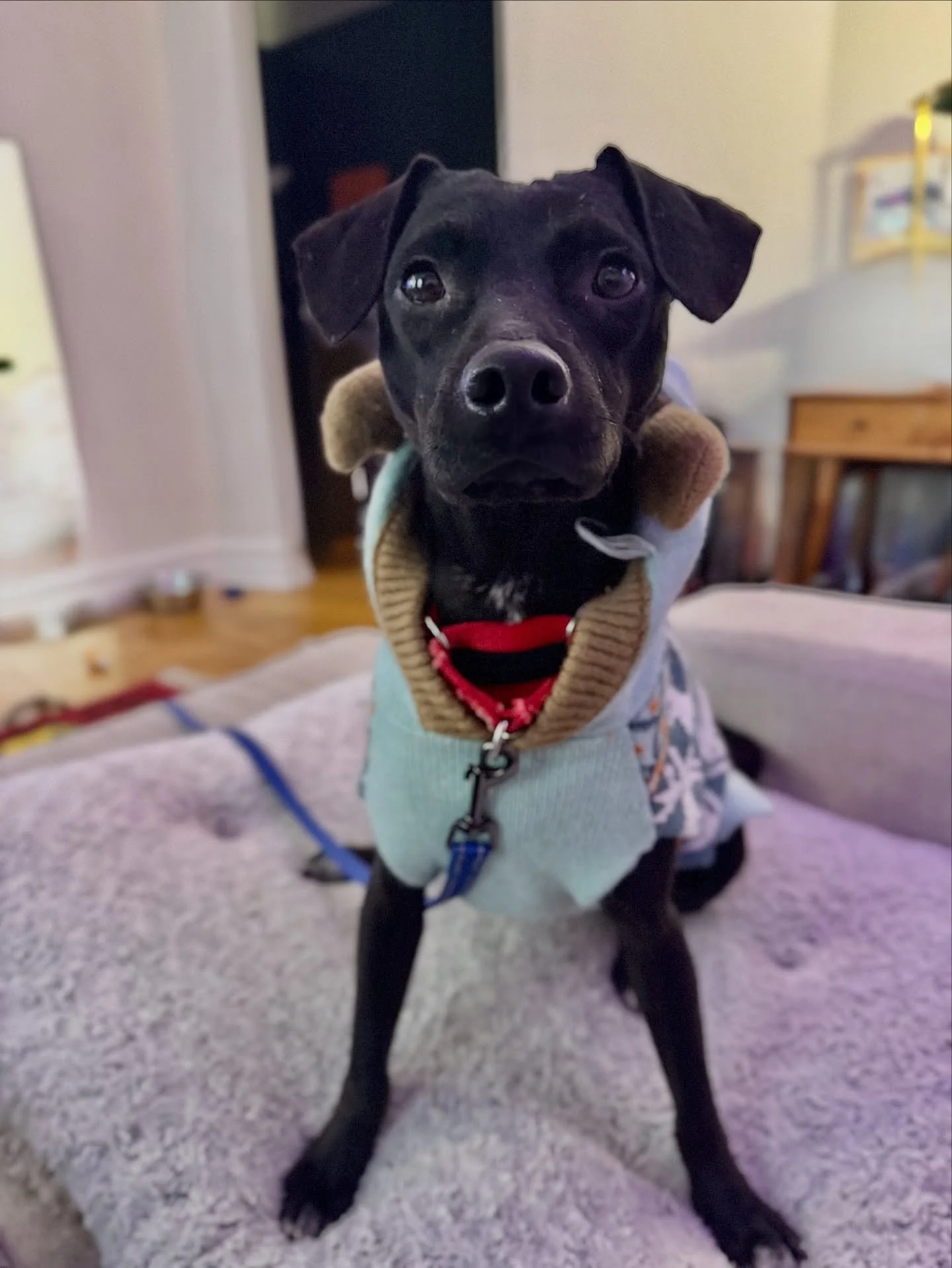 Adoptable chihuhaha mix ADRIAN is determined to stay toasty today no matter how many inches of snow we get! What are your favorite snow day activities with your sato? Go out and play, or curl up with cocoa? Let us know in the comments ⬇️ ❄️ (Apply to