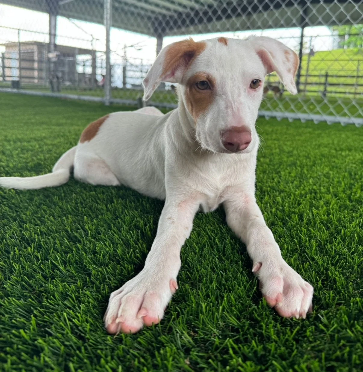 LAST DAY TO VOTE FOR BENITO IN ROUND 3!! If we make it through, he&rsquo;ll be in the FINAL ROUND of the PUPULARITY PLAYOFFS 🏈 Head to the link in our bio now to vote! You can vote multiple times per day 🙏 It&rsquo;s Puerto Rico&rsquo;s time to shi