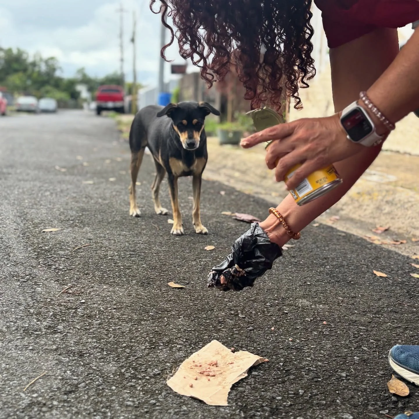 The Sato Project serves more than just the dogs in our program. In addition to rescuing and spaying/neutering, our team is on the ground feeding and delivering preventative medications to strays in the community. These dogs have been TNR&rsquo;d (tra
