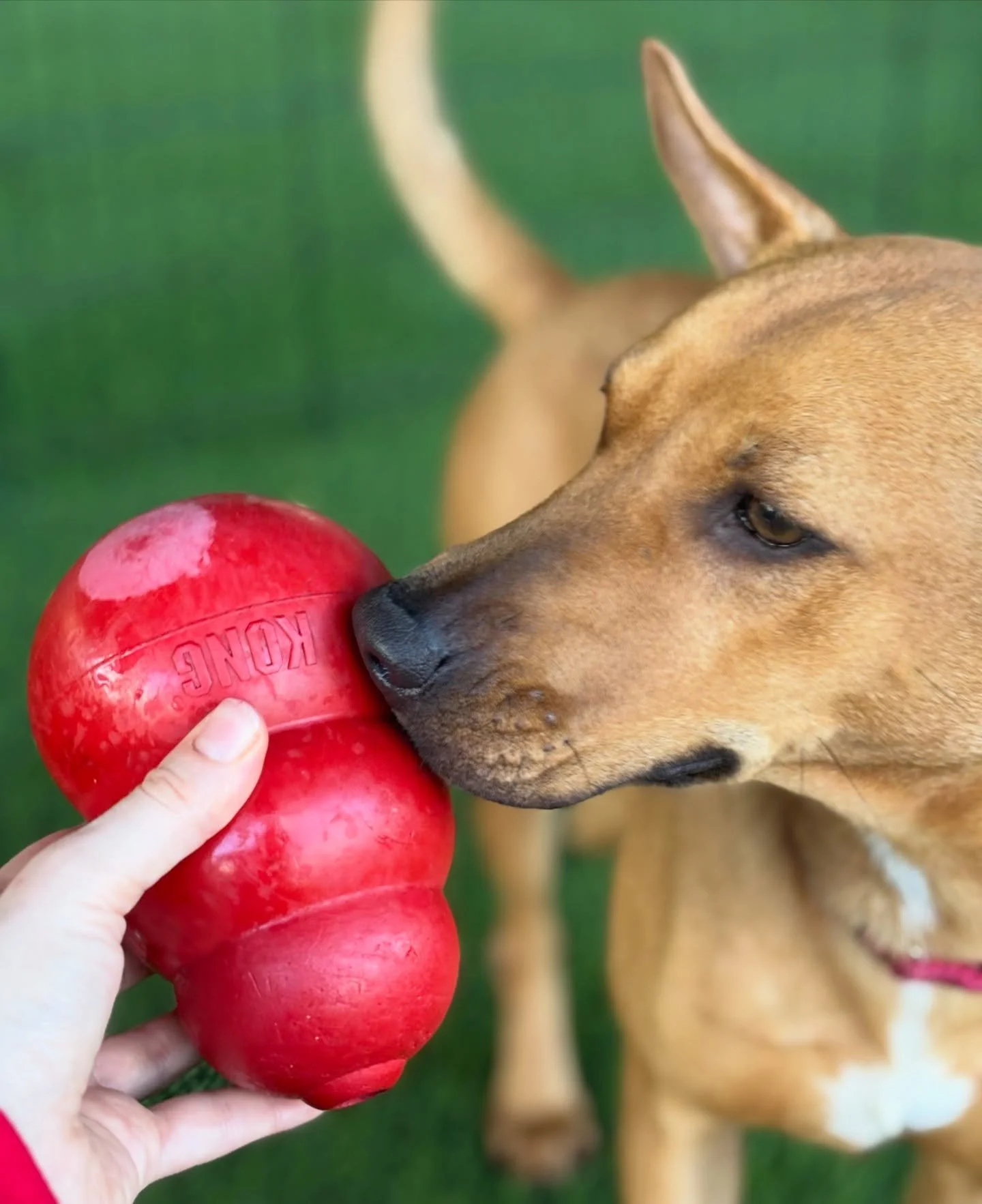 SEND SUPPLIES TO OUR PUPS IN PUERTO RICO! 🤗

Want to send equipment, enrichment, treats and more to our satos? Visit the link in our bio to order off our wishlist! This is your chance to make a tangible difference in the lives of the dogs in our pro