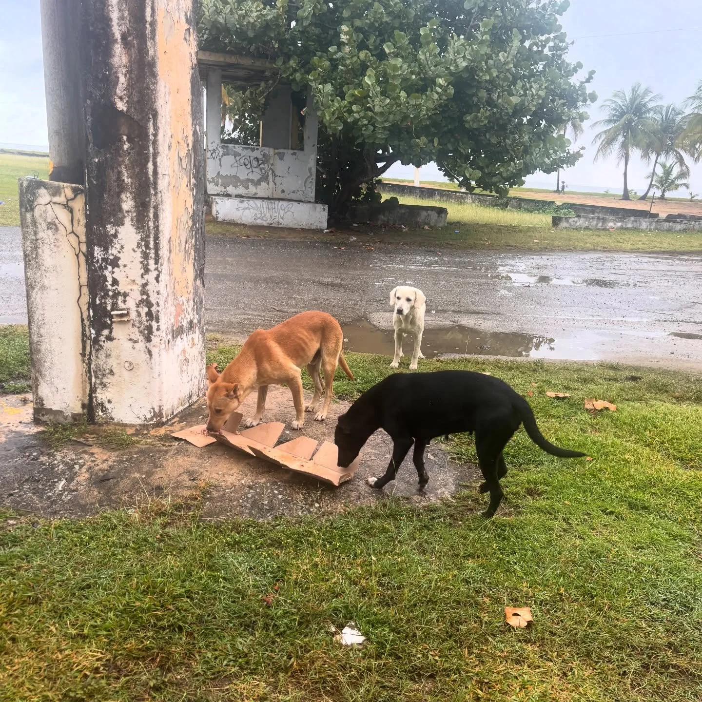 Dead Dog Beach in Yabucoa used to be overrun by hundreds and hundreds of feral strays. These days, dogs are still dumped there all the time, but you won&rsquo;t see huge packs living on the beach anymore. We&rsquo;ve been concentrating our work on De