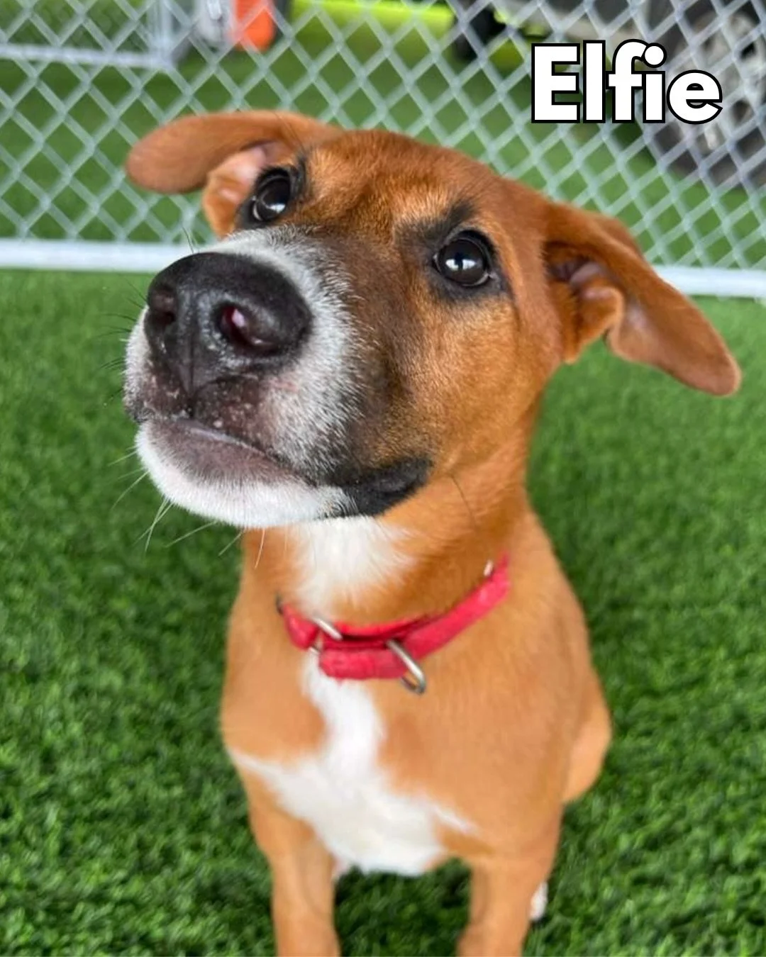 We only have five available puppies left in our program! These cuties make their way to the mainland on February 19th and we&rsquo;d love to find them forever homes before then. Check em out ⬇️

ELFIE 🧝&zwj;♀️5 months, 15 lbs
FINLEY &spades;️ 8 mont