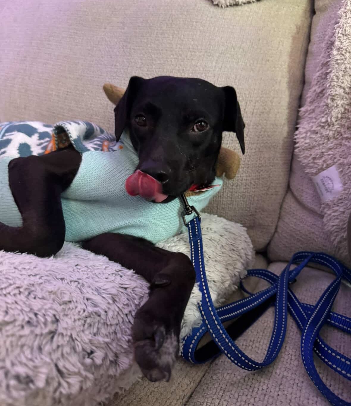 Still no home for ADRIAN from the hoarding case in Manati 💔

Little guy with some big feelings! Adrian has been doing so well in foster since he flew from Puerto Rico at the end of December. His foster reports he has been making tremendous progress 