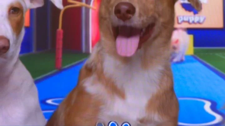 It&rsquo;s #Puppybowl Sunday and Puerto Rico is in the house 🇵🇷🐾🐾

Our very own Benito just took the field and immediately scored a touchdown! Go Benito!

#BenitoBowl #satostrong #puppybowl