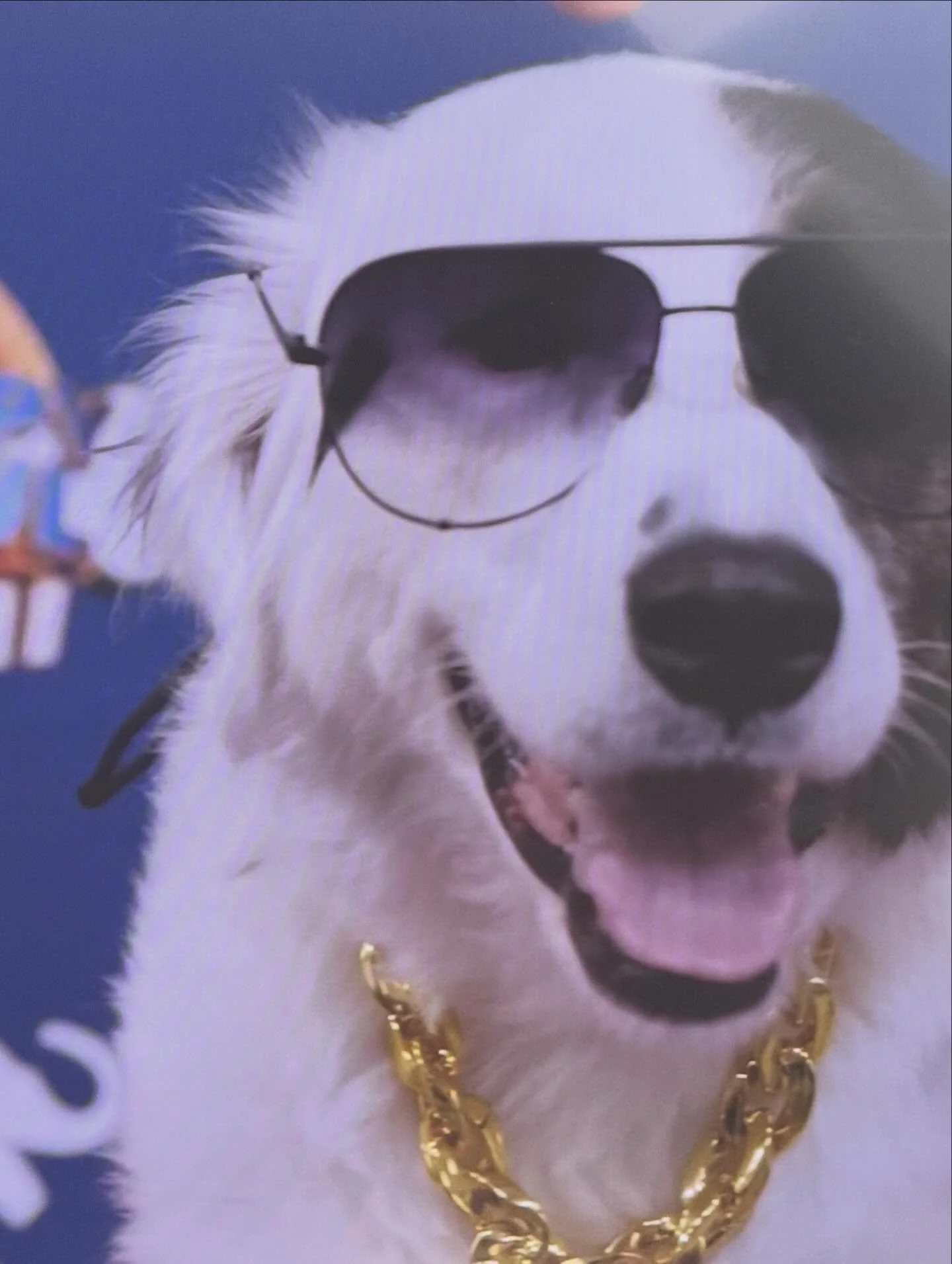 Some of our special #SeniorSatos representing 🇵🇷🇵🇷 in the #Puppybowl half time show! 

Hey Boomer and Charlotte!!

#Seniorsato #SatoStrong #Puppybowl