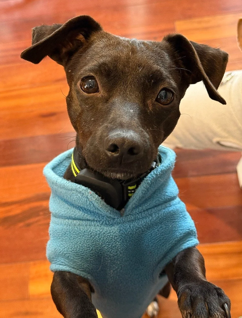 MARISOL still doesn't have a forever home either 😔 How can that be, with such a sweet face and even sweeter heart? We just don't get it!!

Marisol started off pretty shy, and nervous which we totally understand considering her origins: she was rescu