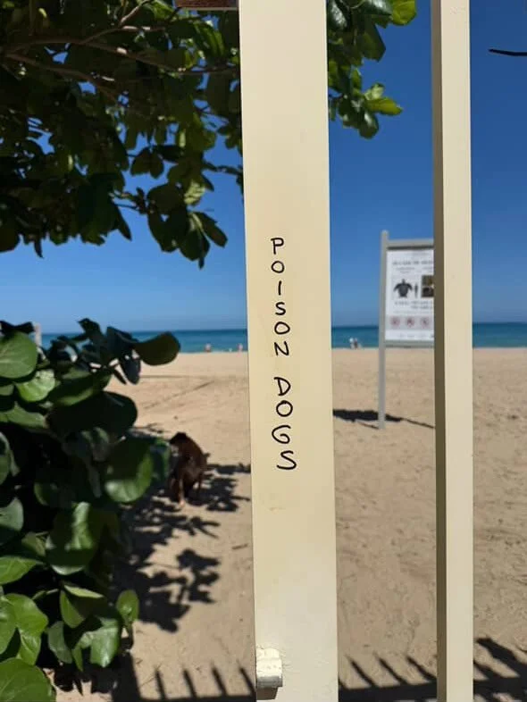 While walking my own satos recently, I came across some graffiti in the area that was honestly really disturbing. 
It suggested harm toward stray and owned dogs, and it hit me hard. According to reports four dogs have already passed and two remain ho