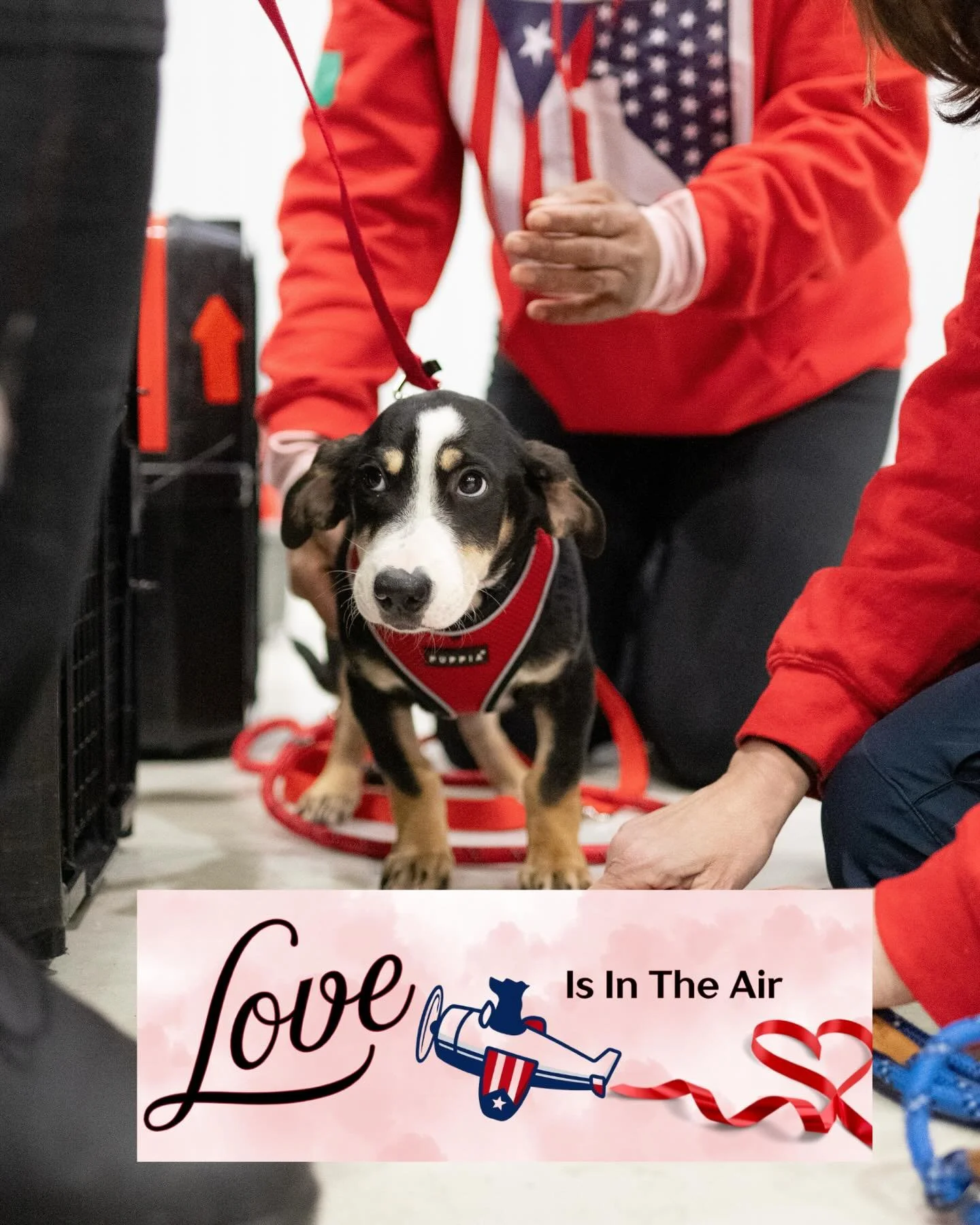 LOVE IS IN THE AIR THIS FEBRUARY 💘✈️ 
Dozens of satos rescued from the streets of #puertorico are flying to loving homes on Feb 19, but we need your help to get them there.

Every donation helps cover transport + vet care, and unlocks exclusive #val