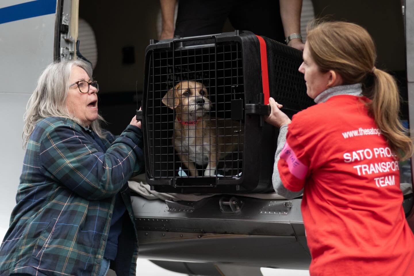Our #FreedomFlight is FAST approaching on February 19th, and dozens of satos rescued from the streets of #puertorico are getting ready to soar toward loving homes. But we need your help to get them there.

Show our satos some love this #valentinesday