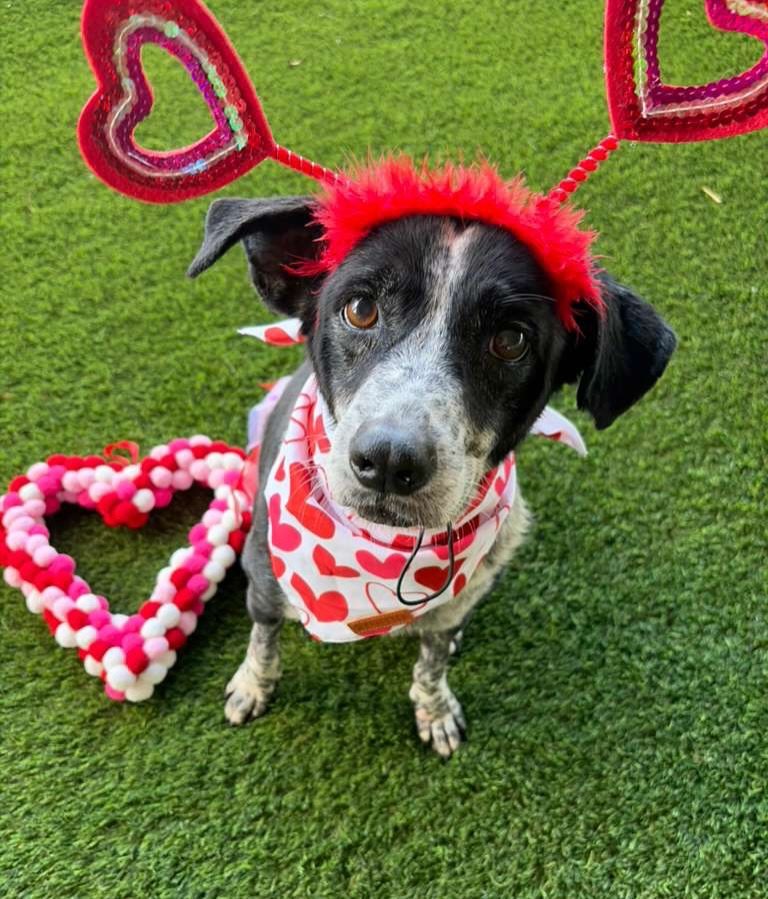 IT&rsquo;S NOT TOO LATE TO SEND SOME SATO LOVE 😍

Any donation made to our Love Is In The Air campaign today will instantly get you a free Sato Valentine card delivered directly to your inbox 💌 Donations of $50 or more? You get THREE! Donations of 