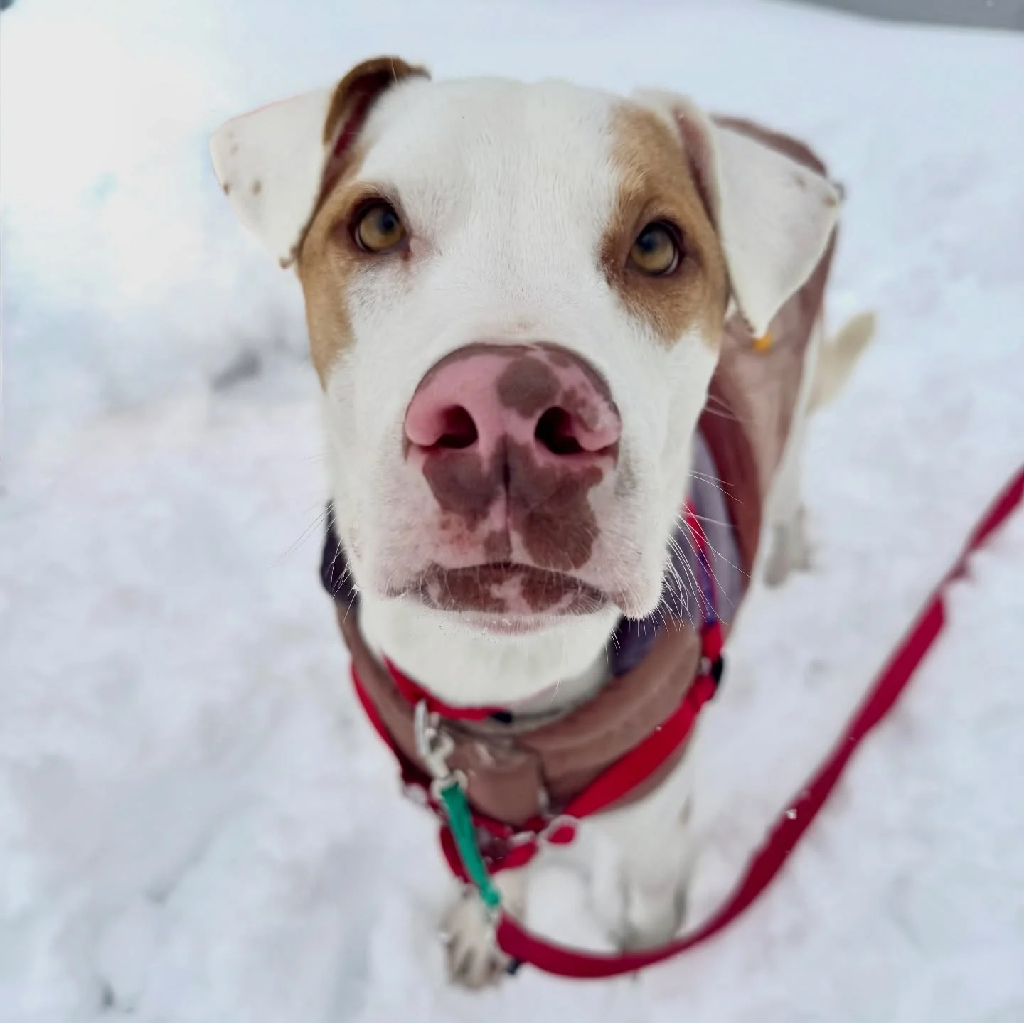 DRACO IN FOSTER 😍

Big bouncy boy DRACO has been loving life in his foster home in NYC since he flew to the mainland last week. Draco is a 3 year old, 53 lb cream-and-brown pup with the cutest nose freckles we&rsquo;ve ever seen 🥰 And according to 
