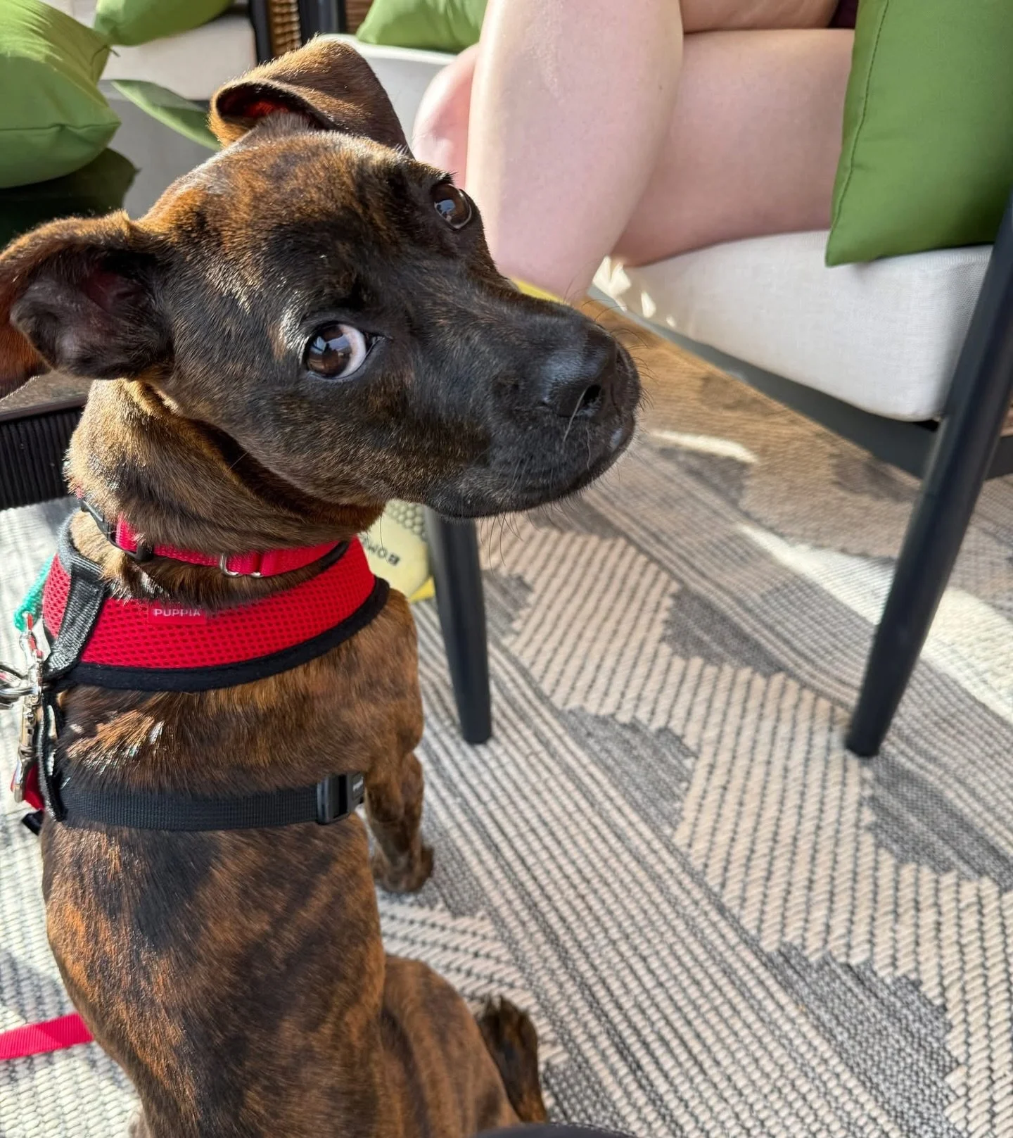 OPHELIA IN FOSTER 🥰

Ophelia is a 9-month-old, 22 lb puppy rescued from Dead Dog Beach in Yabucoa, Puerto Rico. She came to our Sanctuary in need of medical care, nourishment, and time to heal, and she has been thriving ever since. Ophelia is now re