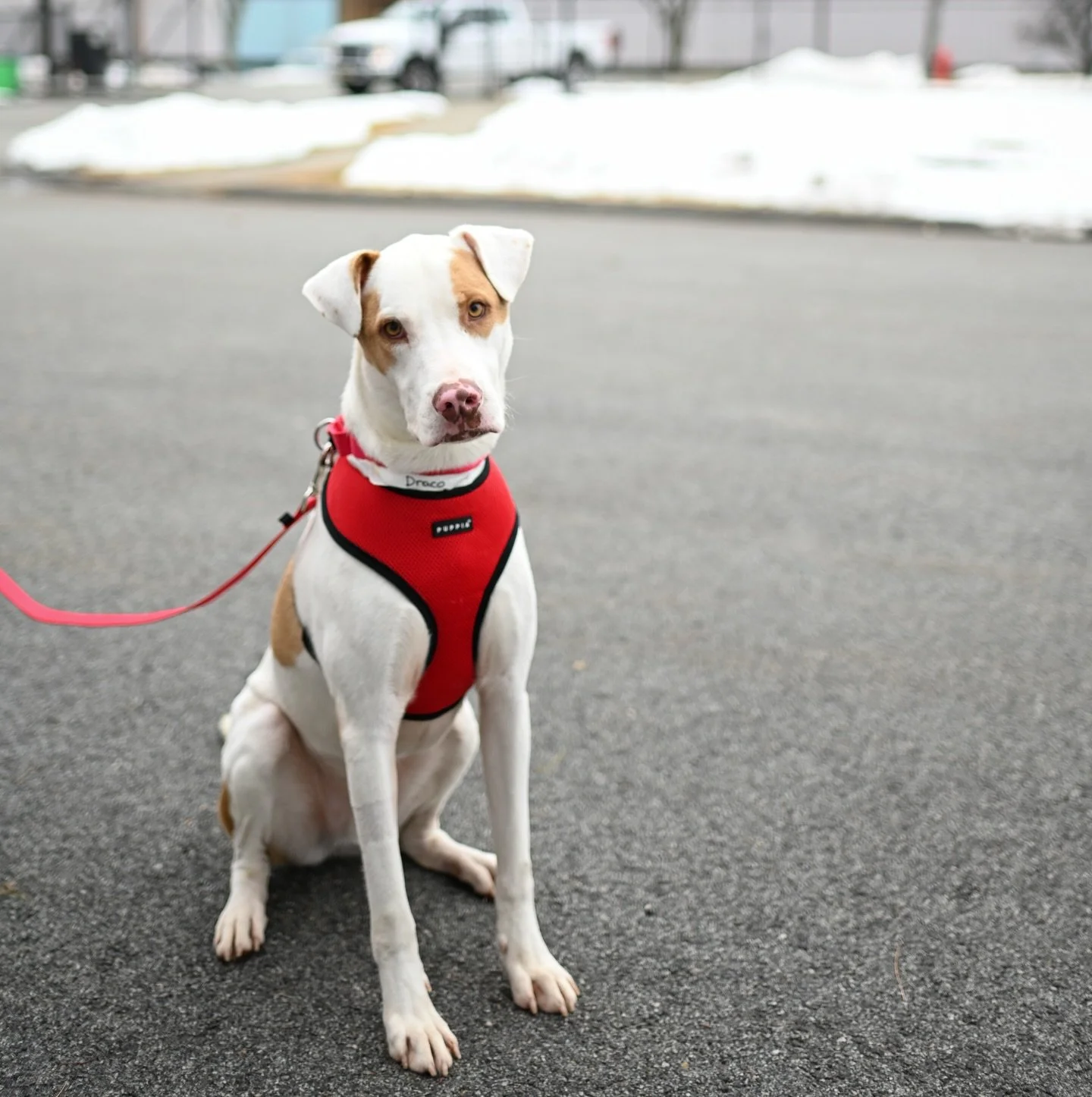 FOSTERS are in the air! 💘

Incredible volunteer photographers @jillsahner and @adoptabledogsofnyc took beautiful portraits of our satos going into foster on transport day! DRACO, PUMBAA, WILLA, KAMARI, OPHELIA, NALA, KIARA, TIMON, EVE, and ELFIE are