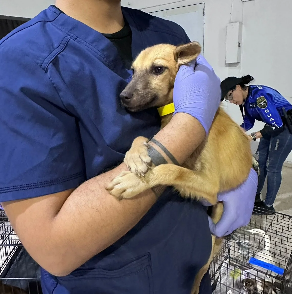 WORLD SPAY DAY ANNOUNCEMENT: ⬇️

Our #OperationSato high-volume TNR weekend clinic returns! 

In honor of today being #WorldSpaySay, we are pleased to announce another TNR clinic coming up in Humacao! On MARCH 28 and MARCH 29, we&rsquo;ll be offering