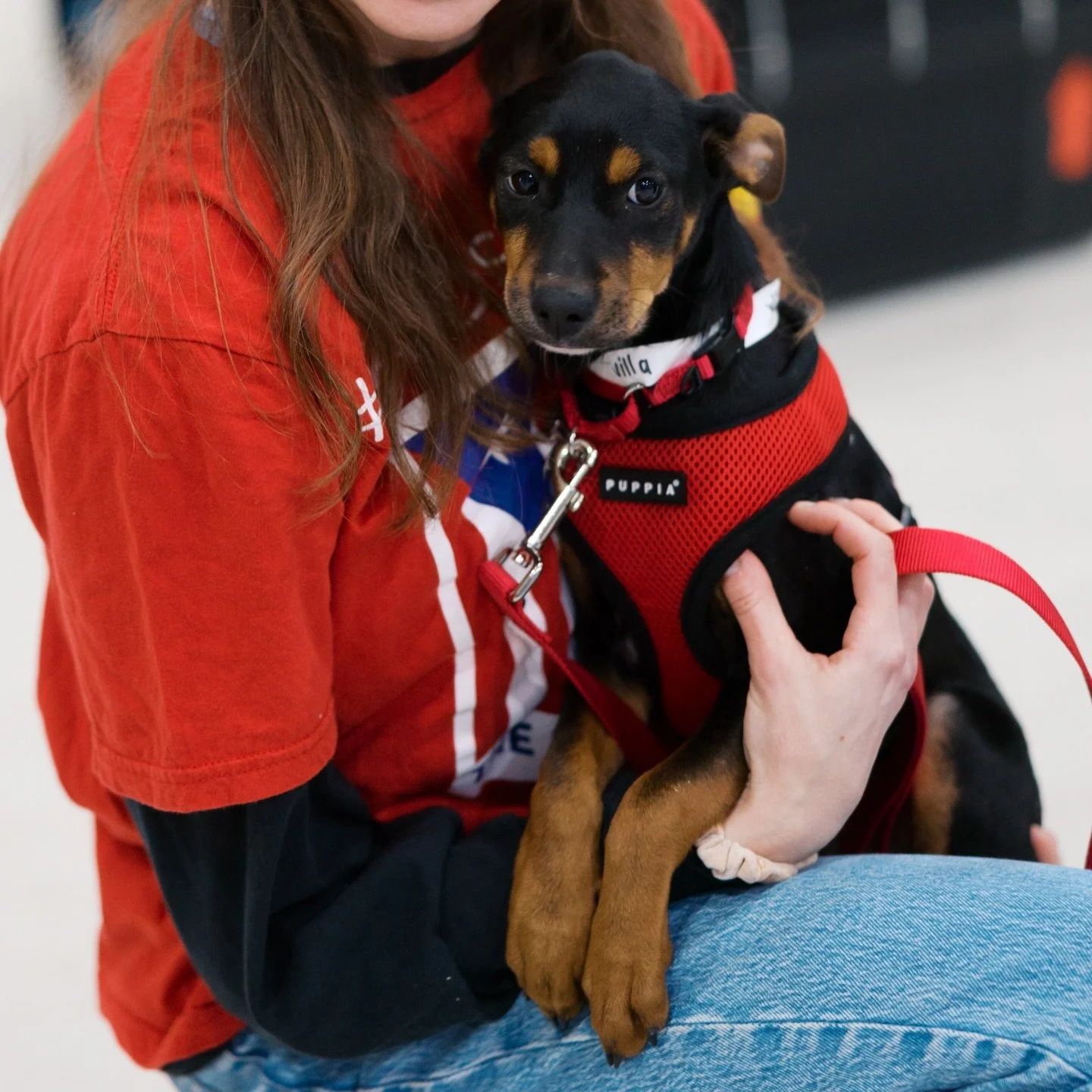 WILLA IN FOSTER 🖤🧡

Who&rsquo;s looking for a rambunctious, playful puppy with house, crate, and leash training down pat? Sounds too good to be true&hellip;but it&rsquo;s not, with sweet WILLA girl now thriving in foster!

Willa is 4-5 months old a