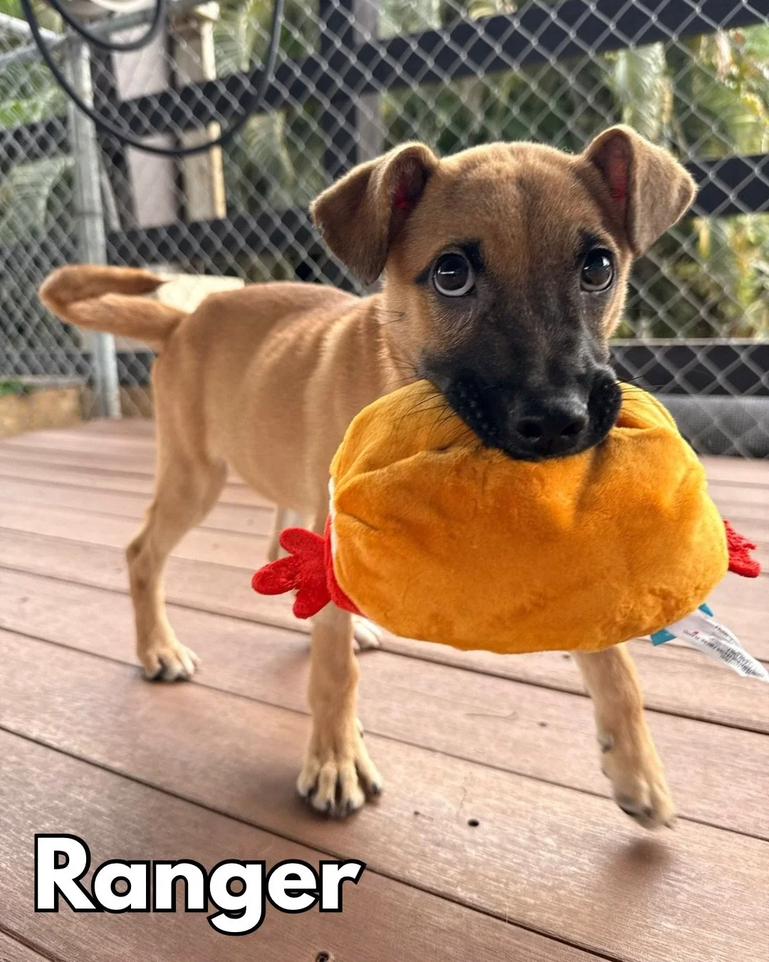 New month, new puppies!! 😍

All week we&rsquo;ll be introducing you to our new crew of adoptable puppies, starting with these four special satitos ✨

RANGER, STRIKER, SHIRA, and TIGRA are 3 months old and weigh between 13-16 lbs. Some are brindle, s