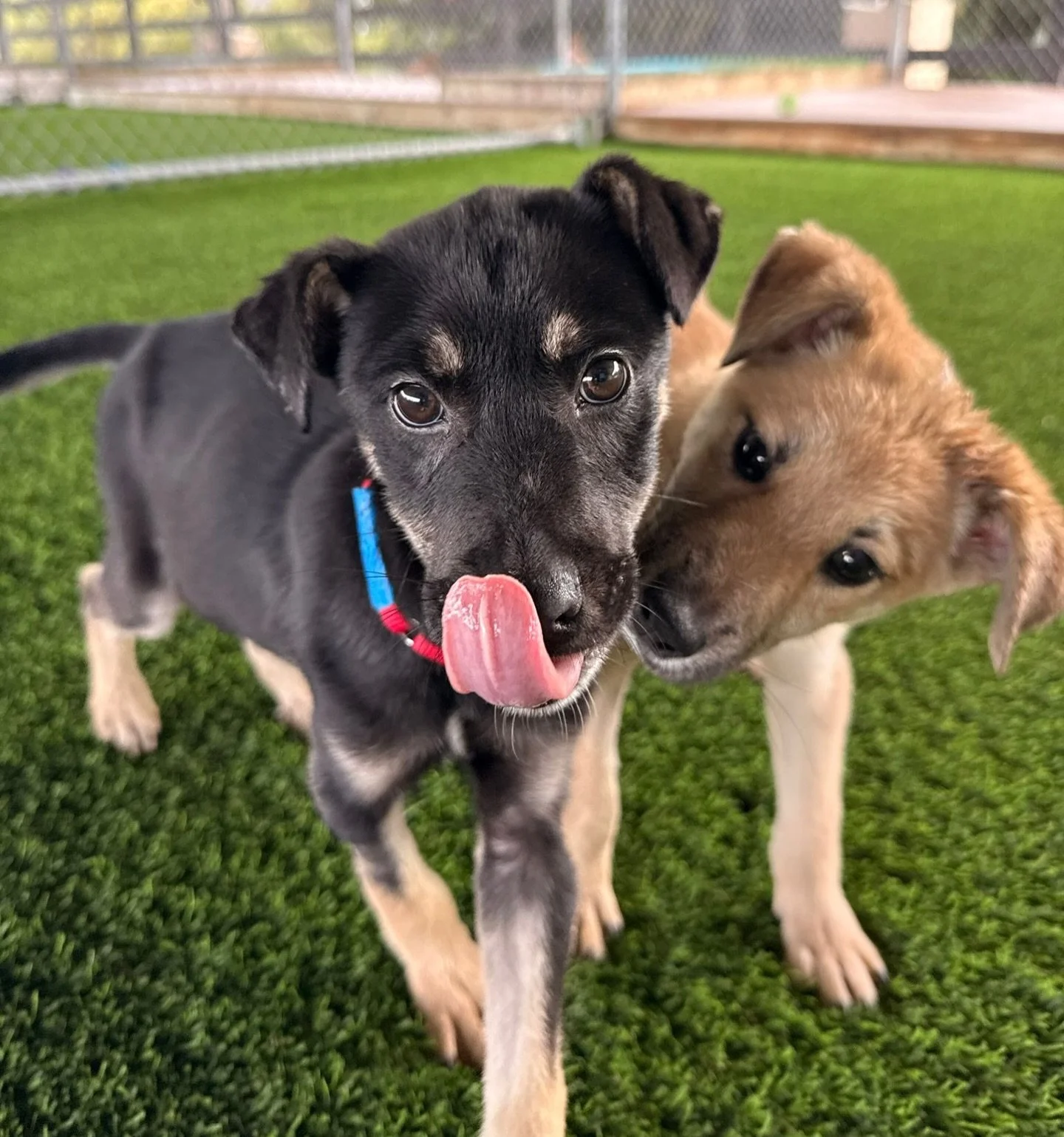 We promised more puppies, and you better believe we&rsquo;re going to introduce you to more puppies! 

STEVE and HENRY are looking for forever homes of their own. They&rsquo;re both 3 months old and weigh between 11-12 lbs. Both are dog friendly and 