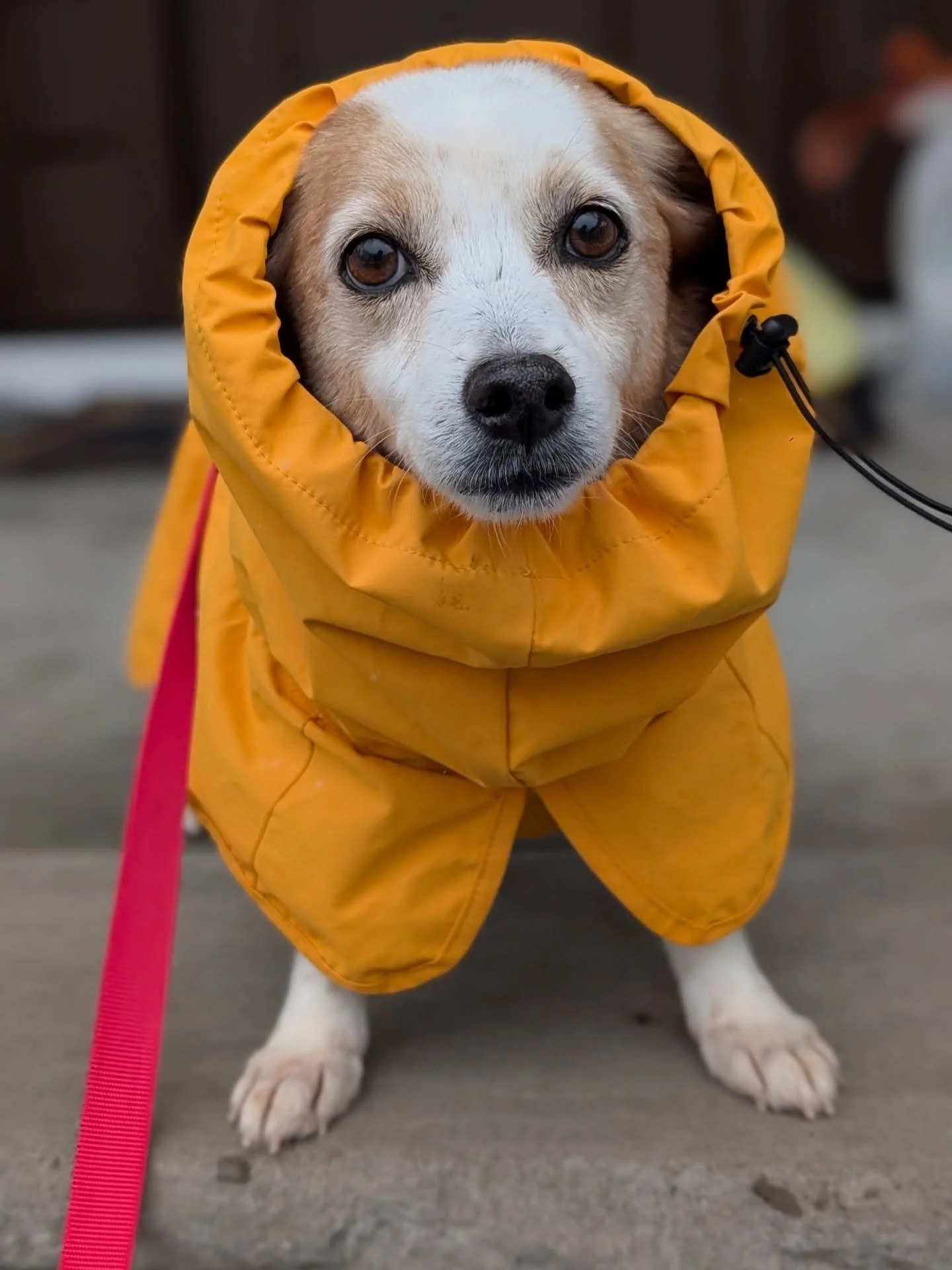 Looking good in his raincoat and feeling even better 😎 TIMON is in foster!!!

This little 20 lb nugget has been loving life as a member of a household, and making so much progress! His potty training is pretty much complete, needing just a few finis