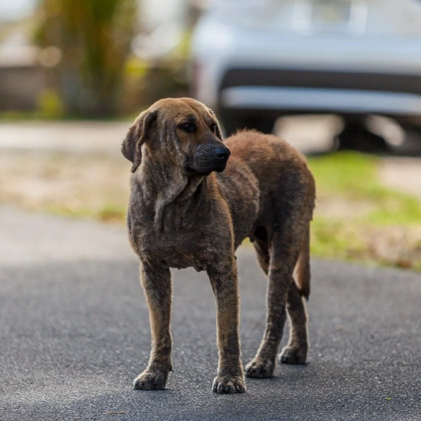 *TENEMOS CITAS DISPONIBLES*

El s&aacute;bado 28 y el domingo 29 de marzo, ofrecemos servicios de TNR (Capturar-Esterilzar-Devolver) SOLO PARA PERROS, bajo nuestro programa #OperationSato.

Hay espacios disponibles para perros de cualquier parte de l