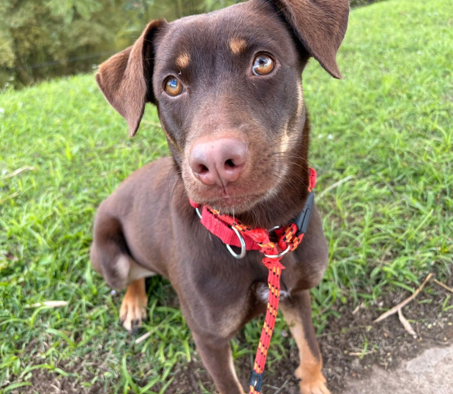 If you follow our page, you know by now that all satos are beautiful 🥰 But when this very special little lady looked up at her rescuer for the first time, it was clear she could only be named one thing&hellip;

💞BEAUTY💞

Beauty is about 1 year old