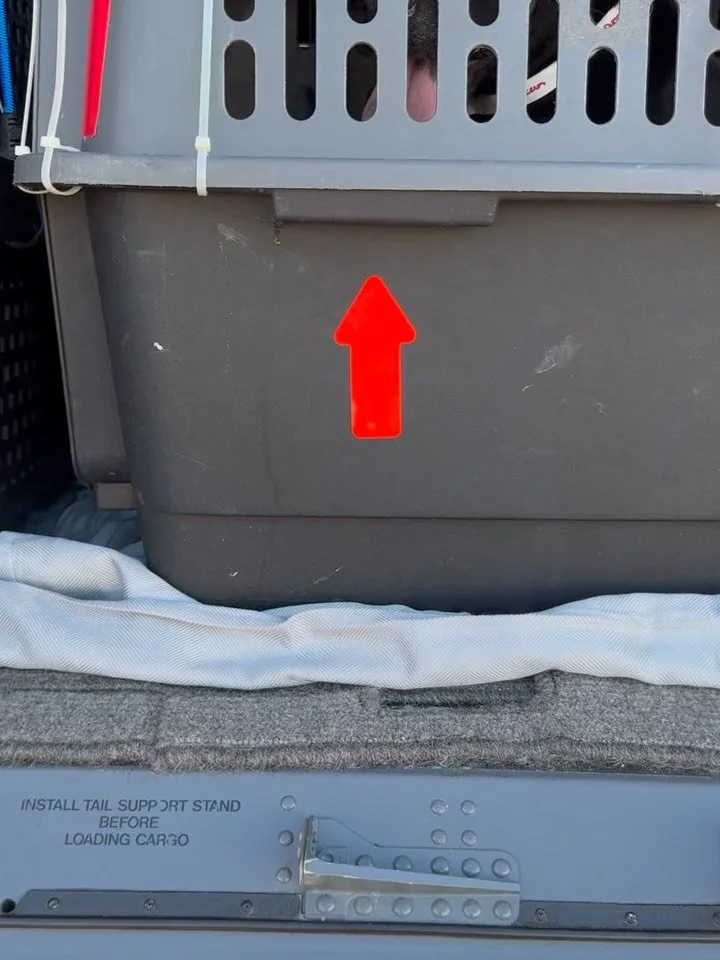 Saying goodbye to our kids and one incredibly special sato, Duncan!

Fly, Fly, Fly Satos! 🛫🛫🛫

#SatoStrong #SATOUnited #Rescued #rescueddogsofinstagram