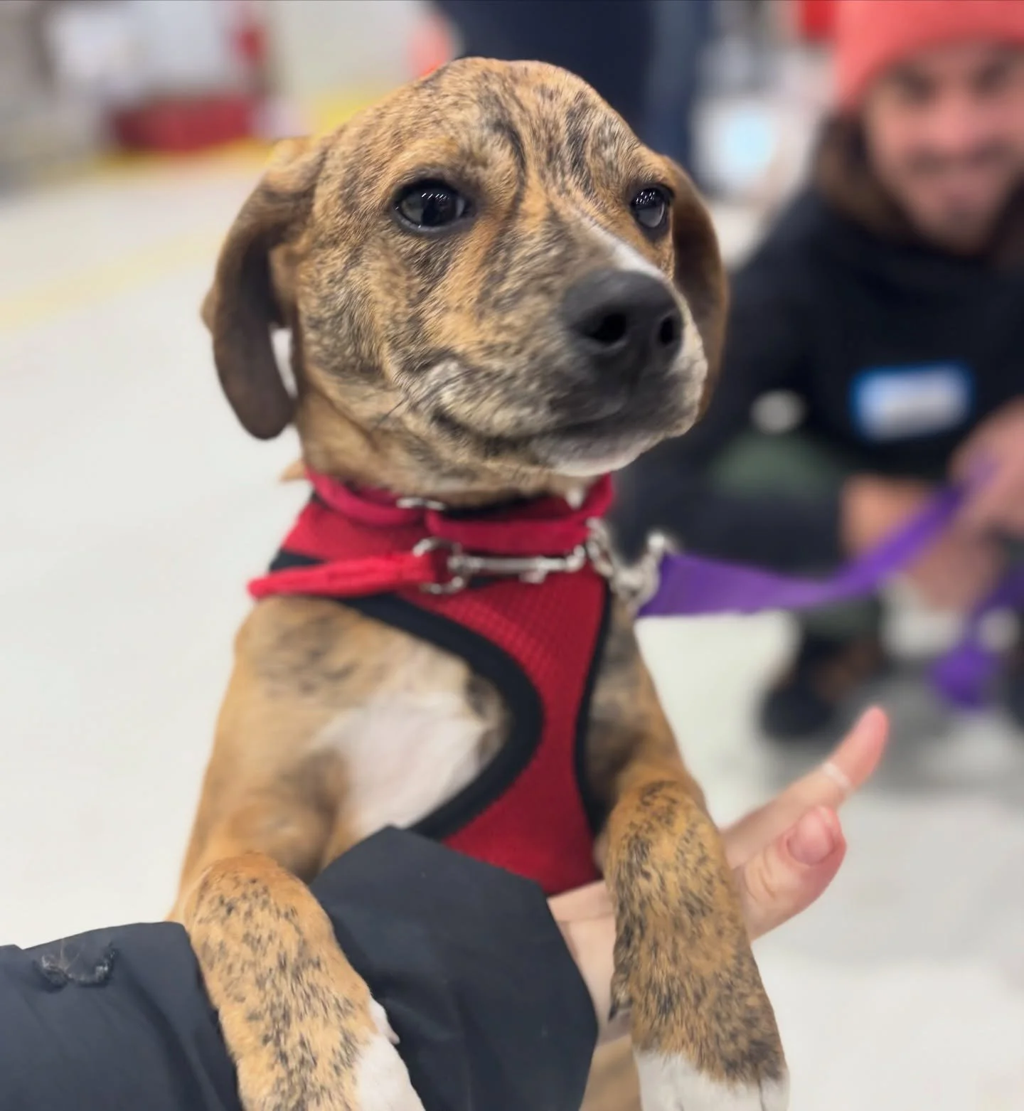 Ya est&aacute;n aqu&iacute; &hearts;️

We want to clear something up: today was not our last #FreedomFlight. Not by a long shot. But today marked a turning point: from this day on, our flight program will be known as SATO United&copy;️, and it&rsquo;