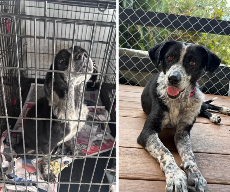 A few months can change a lot. 

These pups, rescued from a terrible hoarding case in San Lorenzo, have all healed and landed in incredible foster homes. So many people stepped up to deliver them from neglect into safety and care: their rescuers, our