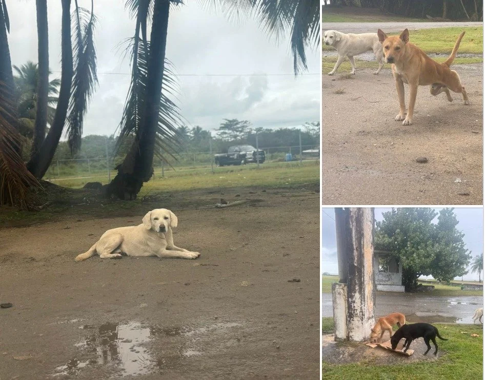 Remember this post? 

"Our rescue team monitors this pack daily. These satos are trap savvy and highly evasive, so it has been very difficult to TNR them (trap, spay/neuter, release). But our team feeds and waters them each day, working slowly t