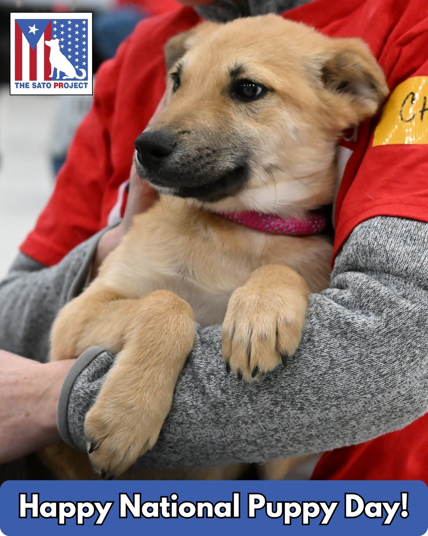 It's #NATIONALPUPPYDAY 🐶

Don't have any puppies nearby to kiss? We have good news! We have a bunch of puppies in foster, all ready to find their forever families ❤

HENRY, CANYON, RANGER, TIGRA, JACK, NOODLE, SHIRA, AND OLIVE who had their Freedom 