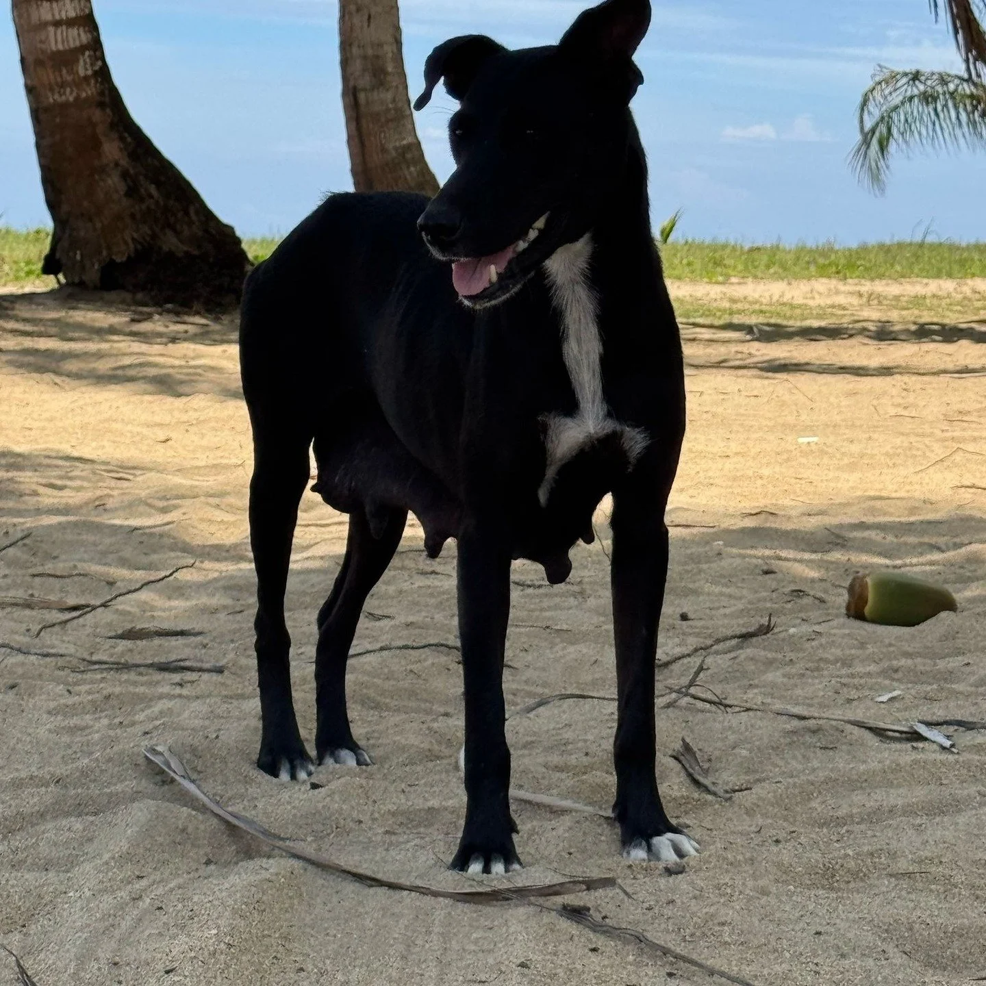 Part 1: The journey to spay/neuter the remaining Dead Dog Beach feral pack

Years ago, when Chrissy Beckles, the founder of The Sato Project, first stepped on Playa Lucia (sadly nicknamed "Dead Dog Beach" by locals), she saw dozens of packs